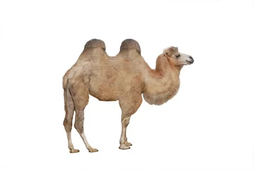 Foto op Plexiglas kameel geïsoleerd op witte achtergrond © fotomaster