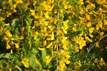 Branches of flowering genista tinctoria (dyer’s greenweed or dyer's broom), natural organic background