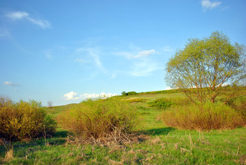Landscape with green willow meadow and trees on it, blue cloudy sky on horizon, sunny day