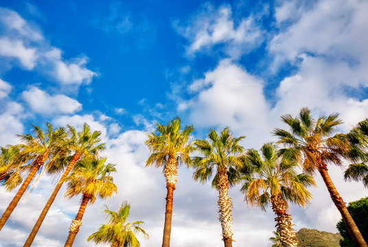Majestic coconut palm trees on blue sky and clouds background on a warm sunny afternoon. Copy space.
