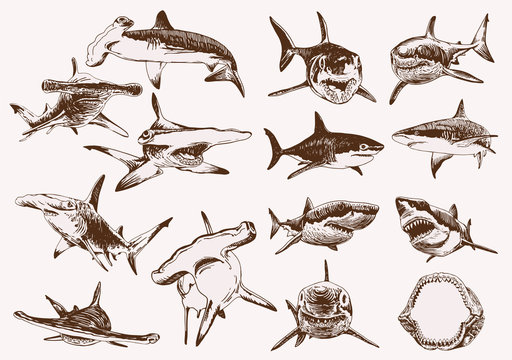 Graphical vintage set of sharks , vector illustration
