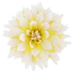 white and yellow bi-color dahlia flower bloom isolated on white