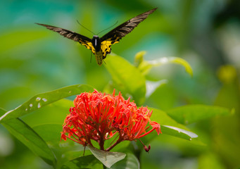 Mariposa dorada (Troides rhadamantus)