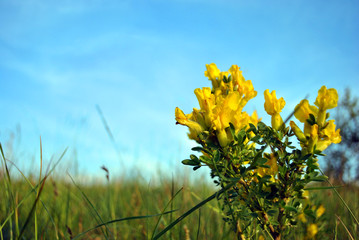 Branches of flowering genista tinctoria (dyer’s greenweed or dyer's broom) against blurry green...