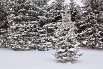 Pine tree and white snow in the winter forest