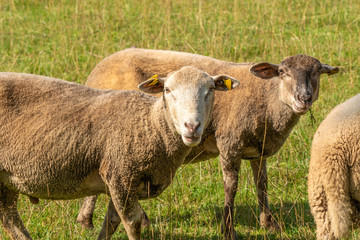 Obraz na płótnie Canvas Sheeps looking at the camera