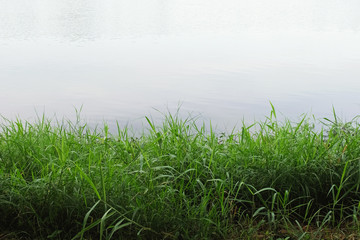 Obraz na płótnie Canvas grass on the river bank