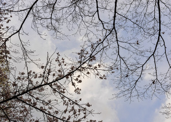 Fototapeta na wymiar Cherry blossom (hanami) in Kyoto, Japan