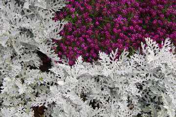 Multicolored flowers on a sick flowerbed in nature