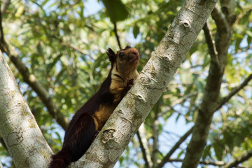 Indian giant squirrel or Malabar giant squirrel, Ratufa indica, Dandeli National Park, Karnataka, Dandeli