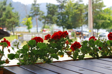 flowers in the garden