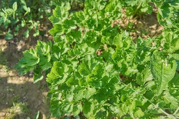 close-up of growing celery (leaf vegetable) in the vegetable garden, top view