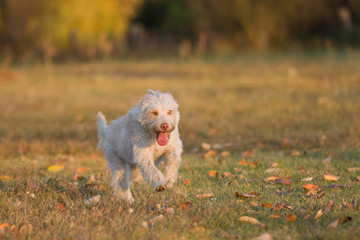 Hund beim Spielen auf dem Feld