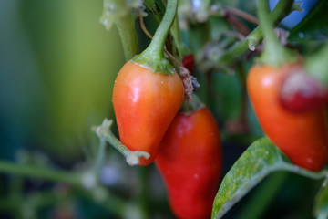 Vegetables in the garden. Red pepper on a branch close up