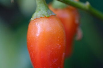 Vegetables in the garden. Red pepper on a branch close up