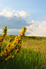 Branches of flowering genista tinctoria (dyer’s greenweed or dyer's broom) against blurry green...