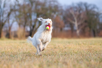 Hund beim Spielen auf dem Feld