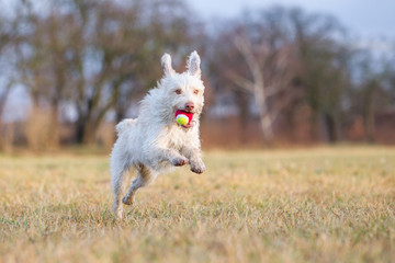 Hund beim Spielen auf dem Feld