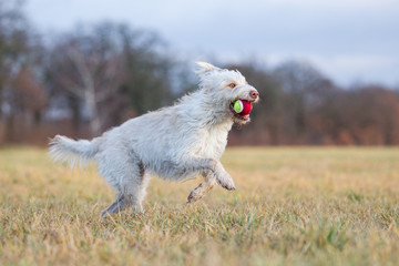 Hund beim Spielen auf dem Feld