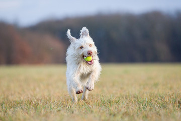 Hund beim Spielen auf dem Feld