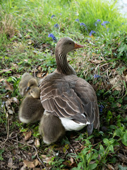 gardens of coughton court warwickshire england uk