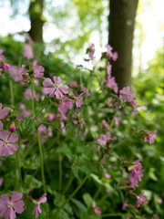 gardens of coughton court warwickshire england uk