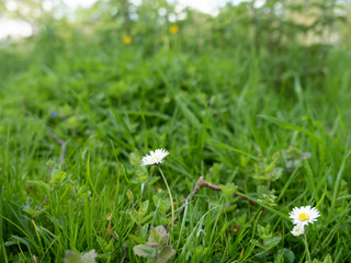gardens of coughton court warwickshire england uk
