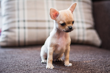 Chihuahua puppy spitz dog pet yorkshire terrier