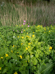 gardens of coughton court warwickshire england uk