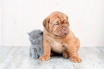 Mastiff puppy and baby kitten sitting together at home