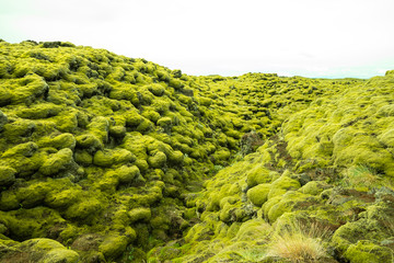 Lava fields moss covered in Skaftareldahraun, Iceland