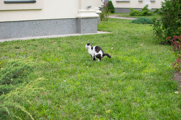 3 537 Katze Excrement Fototapeten Leinwandbilder Und Aufkleber Wallsheaven 3 537 Katze Excrement Fototapeten Leinwandbilder Und Aufkleber Wallsheaven