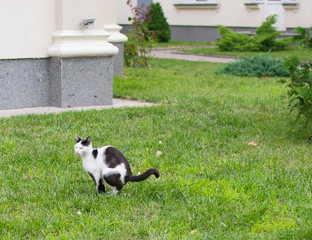 cat shitting on the lawn in the park