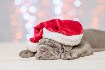 Mastiff puppy in red santa hat sleeping with Christmas tree on background