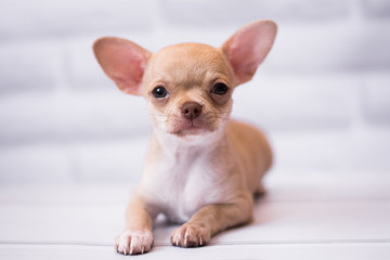 Chihuahua puppy spitz dog pet yorkshire terrier