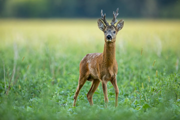 Dominant roe deer, capreolus capreolus, buck with massive antlers sniffing on green agricultural field in summer from low angle view with space for copy. Territorial strong male deer animal in nature © WildMedia