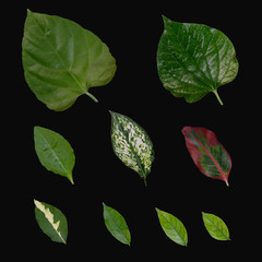 Collection of small leaves isolated on black background.for retouching