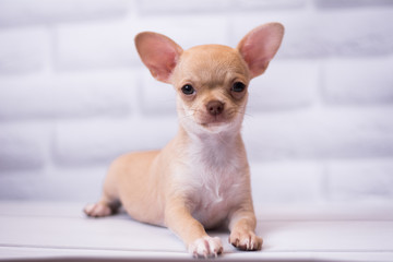 Chihuahua puppy spitz dog pet yorkshire terrier