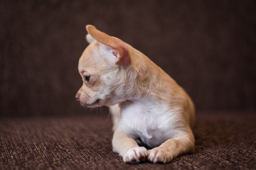 Chihuahua puppy spitz dog pet yorkshire terrier