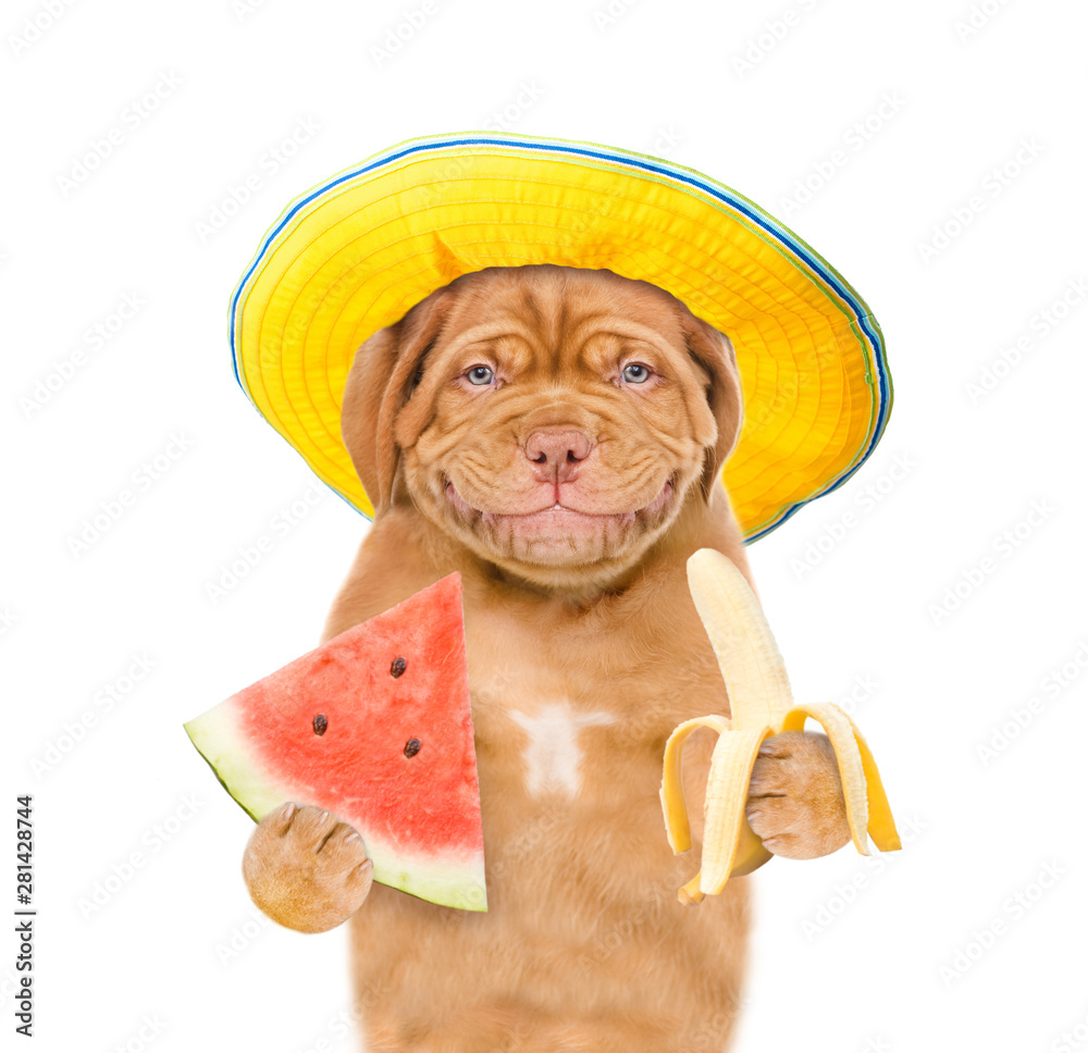 Poster smiling puppy in summer hat holding watermelon and banana. isolated on white background