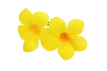 Naklejka na ściany i meble Golden trumpet or Allamanda, yellow flower isolated on white background.