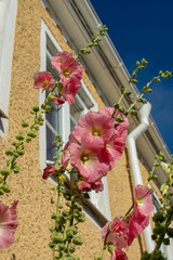 Pink hollyhock flower with house in the background