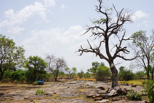 Tree in a dry riverbad in dry season in northern Togo