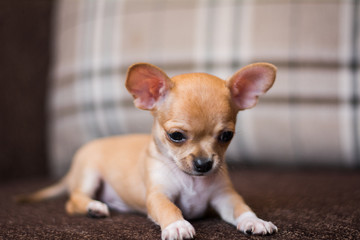 Chihua breed small puppy, dog, looking at the camera