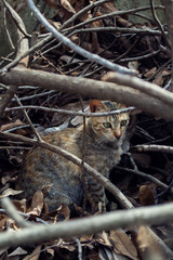 Street Wild Cat