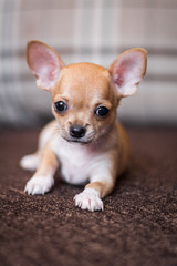 Chihua breed small puppy, dog, looking at the camera