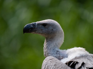 White-backed Vulture Gyps africanus