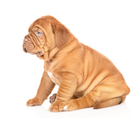 Portrait of a Bordeaux puppy sitting in profile. isolated on white background