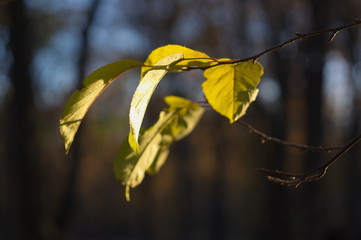 Beautiful autumn background for web design. Wallpaper. Nature.
