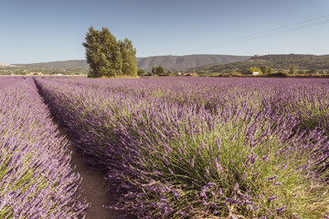 Natural lavender field in Provence France